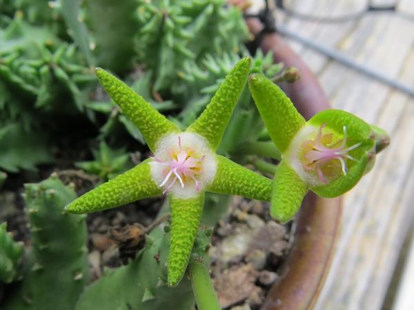 http://www.cloudjungle.com/cloudjungle/Asclepiadaceae/Stapelia/stapelia flavopurpurea flower.jpg